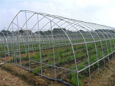 温室大棚建设必须注意的要点