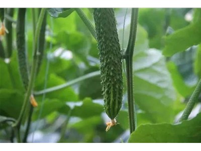 温室大棚种植黄瓜高产小诀窍