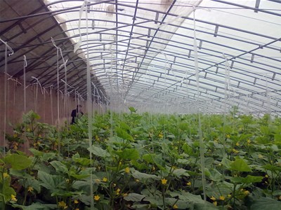 华亮温室简析大棚蔬菜种植技术
