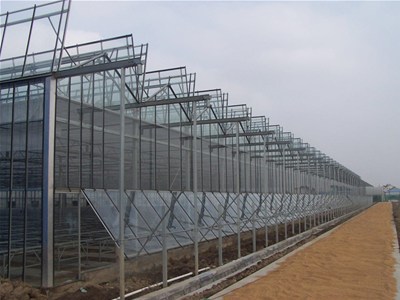 温室茄子种植如何预防着色不均