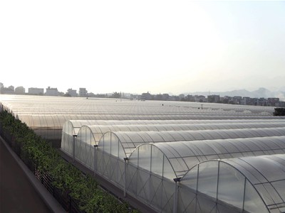 智能温室种植黄瓜预防急性萎缩症的措施
