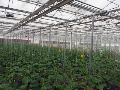 早春蔬菜大棚对光照控制有什么要求