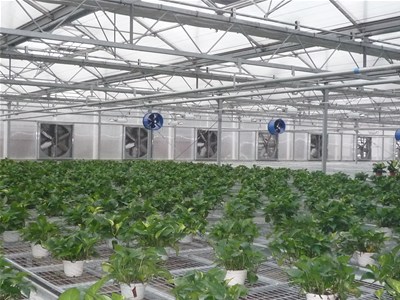 温室大棚蔬菜种植如何提高产量