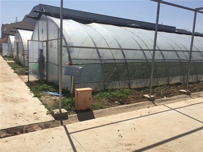 “带棵闷棚”是蔬菜大棚建设中的禁忌