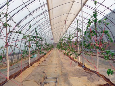 蔬菜大棚附属材料如何维护