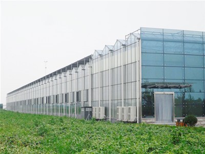 大棚遮阳覆盖的作用及栽培注意事项