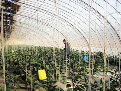 蔬菜大棚建设钢架大棚的优点