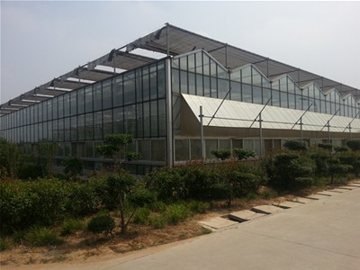 大棚种植技术助菜农增收益
