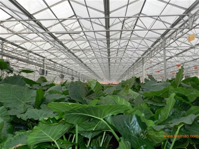 温室蔬菜生产喷微肥注意事项