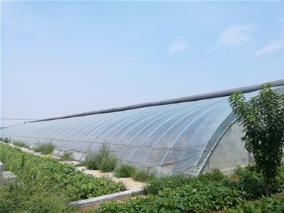 日光温室冬季保温把“三关”