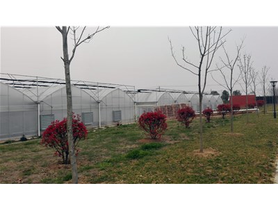 温室大棚闷棚时要注意什么