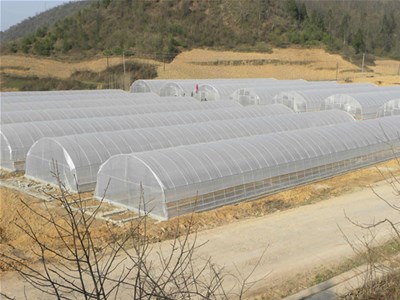 覆盖地膜时为什么只覆盖栽培垄上