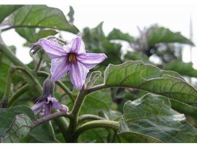 温室大棚中造成长茄花针变黑变短的原因