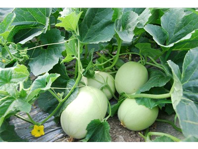 温室甜瓜育苗及定植注意事项