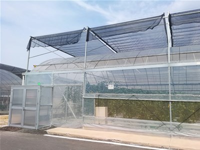 温室缓释肥施用四建议