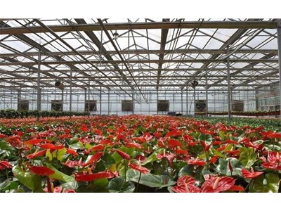 花卉温室维修方面要点