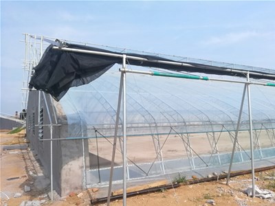 植株营养生长过剩发生徒长怎么办