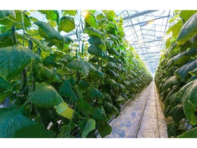黄瓜高产实用技术--在空背上铺草的好处