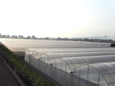 雾天对棚菜产生不良影响怎么办