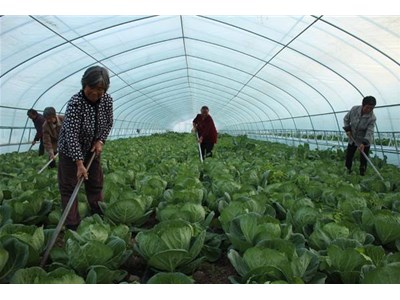 大棚种植甘蓝如何防止先期抽苔